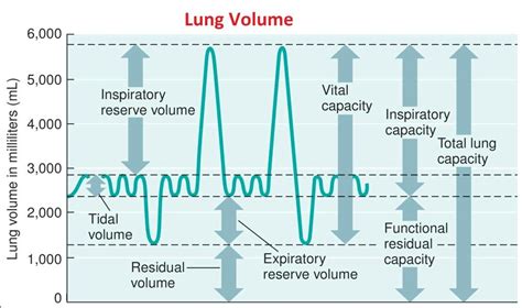Total Lung Volume Chart