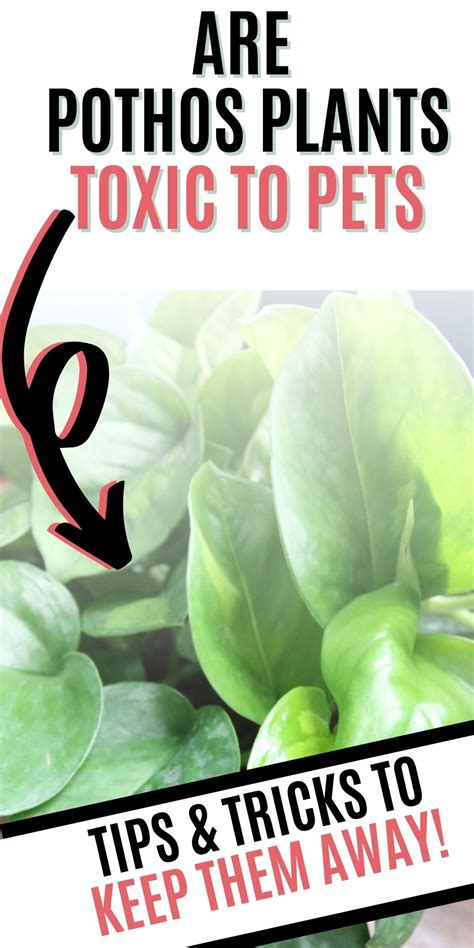 Toxicity of Pothos to Dogs