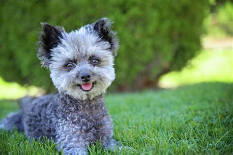 Toy Poodle Chihuahua