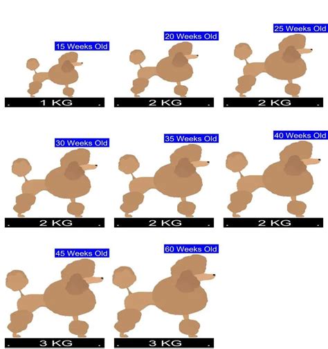 Toy Poodle Weight Chart