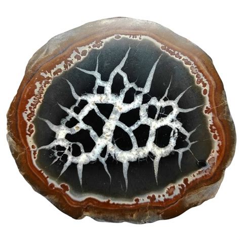 Tracing the Origin of Septarian Nodules