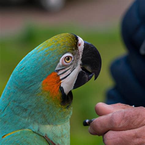 Track and measure health data to ensure your parrot's well-being.