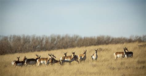 Tracking the Ghostly Pronghorn