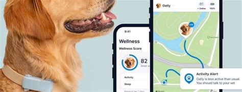 Tractive VS: The Ultimate Guide to Pet Training in 2025