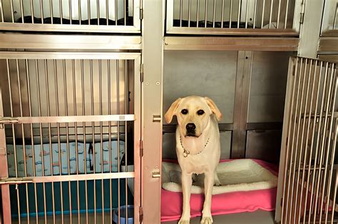 Traditional Boarding Kennels: