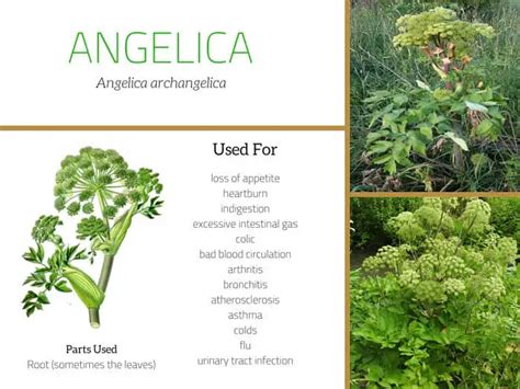 Traditional and Historical Uses of Angelica