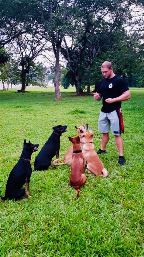 Train Your Dog Like a Pro with OCBC Bukit Batok's Canine Training Oasis