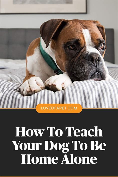 Training Your Dog to be Home Alone Reader