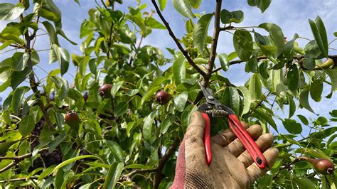 Training and Pruning Trees for the Home Fruit Grower An Article Kindle Editon