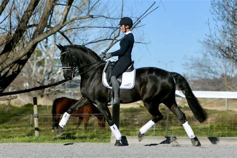 Training for Equestrian Performance Reader