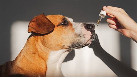 Tranquilizers for Pets: