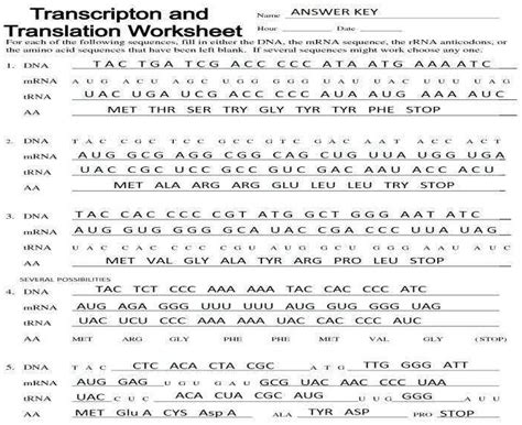 Transcription And Translation Answer Key PDF