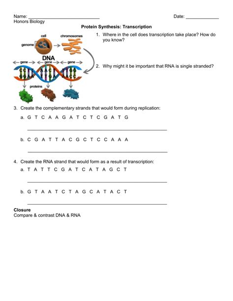 Transcription And Translation Lab Answers Doc