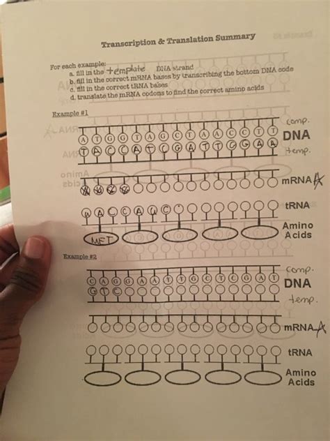 Transcription And Translation Summary Answer Key Doc