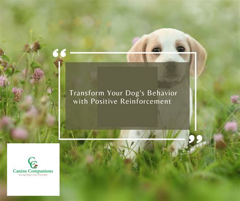 Transform Your Dog's Behavior with Andrea.lopez44's Expertise