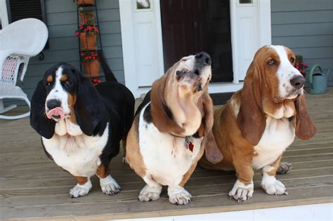 Transition: Defining Basset Hound Rescues