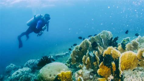 Transition: Exploring the Pristine Marine Paradise