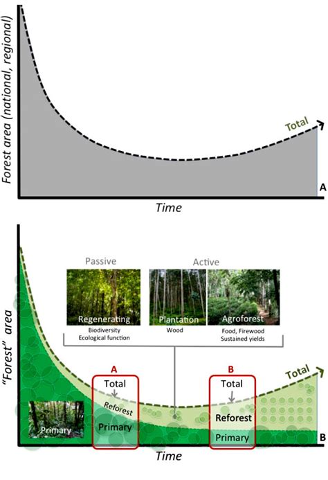 Transition: From the Forest to the Apothecary