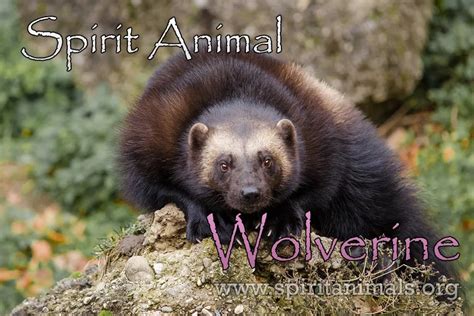 Transition: The Wolverine Spirit