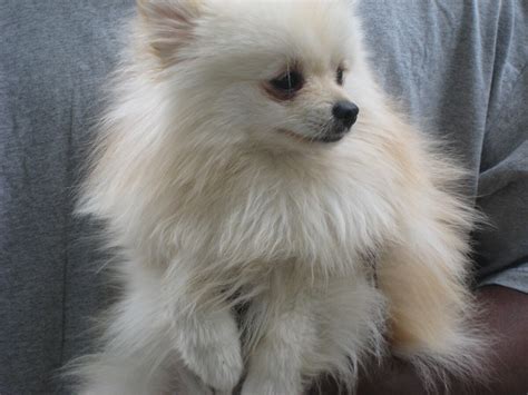 Transition: Understanding Pomeranian Characteristics