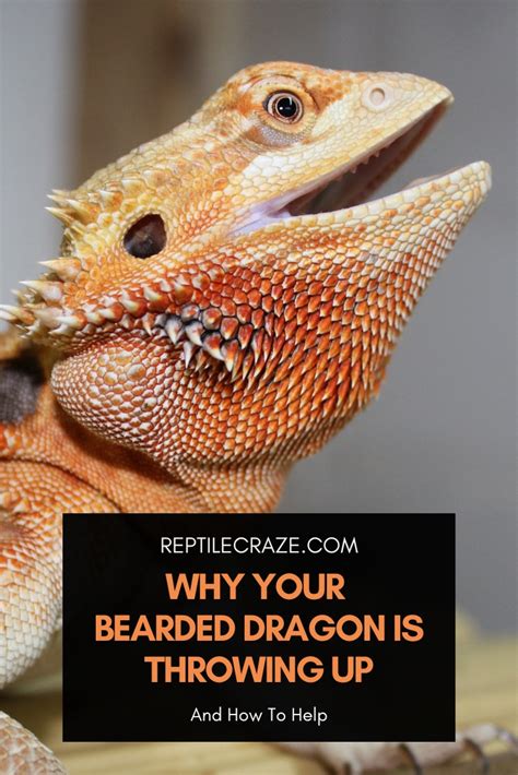 Transition: Why Dress Up Your Bearded Dragon?