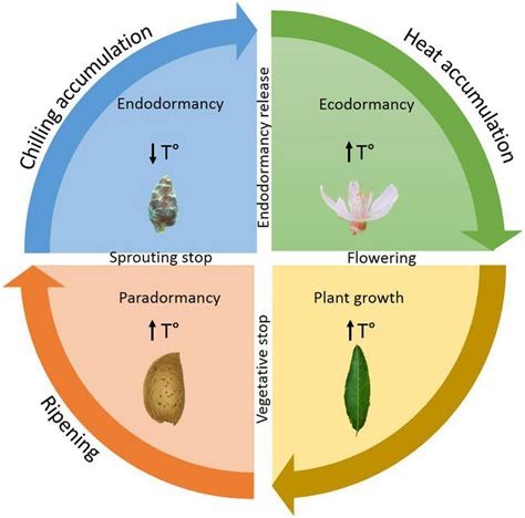 Transitioning from Growth to Dormancy