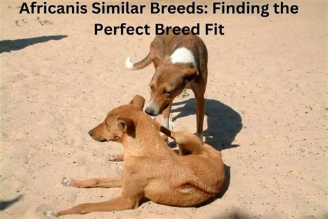 Transitioning to Similar Breeds: Finding the Perfect Fit