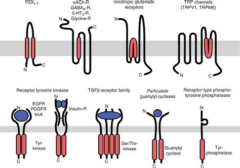 Transmembrane Signalling, Intracellular Messengers and Implications for Drug Development PDF