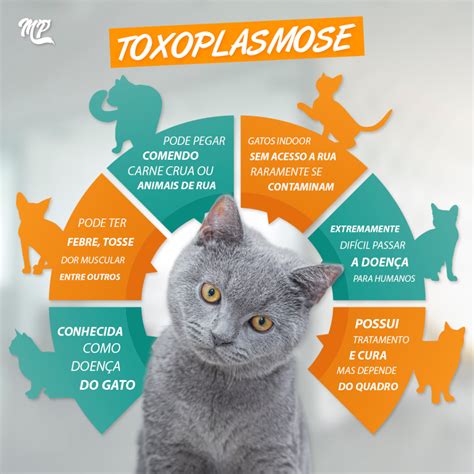 Transmissão da Toxoplasmose em Gatos