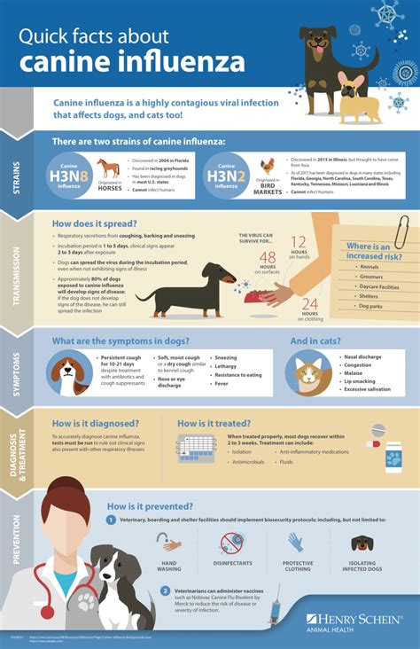 Transmission and Symptoms of Flu Virus in Dogs