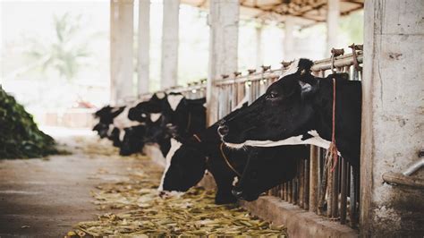 Transparent Cows: A Revolutionary Breakthrough With Endless Possibilities