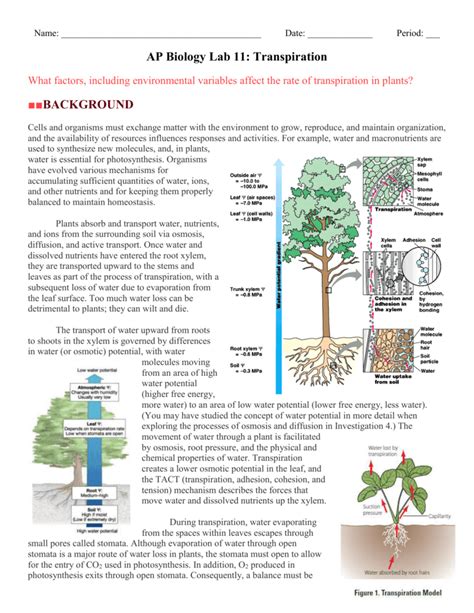 Transpiration Lab Biology With Vernier Answer Key Doc