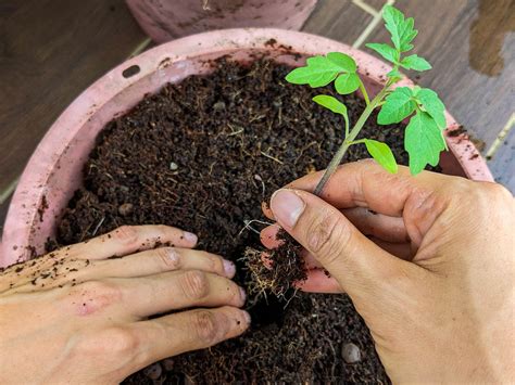 Transplant Fertilizer: 3 Simple Tricks to Boost Plant Growth by 2,000%