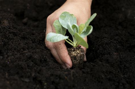 Transplanting: