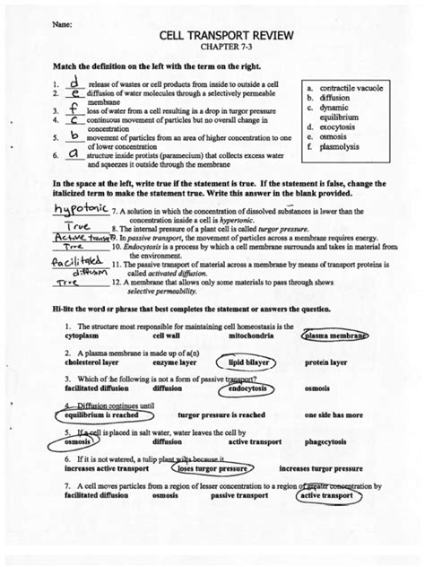 Transport In Cells Worksheet Answers PDF