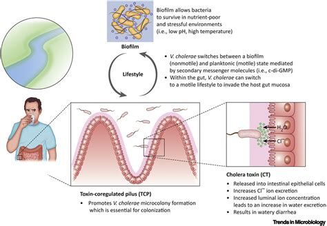 Transport Media: A Critical Tool for Effective Surveillance and Control of Vibrio Cholerae