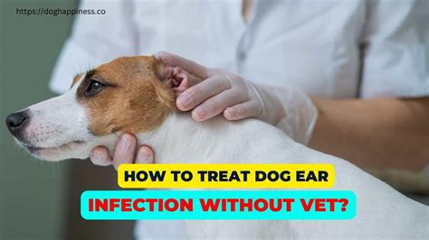 Treat Dog Ear Infection Over the Counter: A Step-by-Step Guide