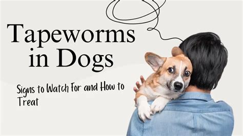 Treating Tapeworms in Dogs: A Comprehensive Guide to Elimination and Prevention