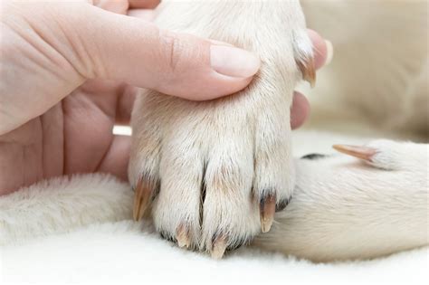 Treating a Cracked Nail in Dogs: A Comprehensive Guide