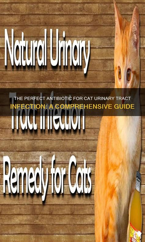 Treatment for Cats with Urinary Tract Infections: A Comprehensive Guide