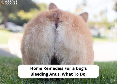 Treatment for Dog Bleeding From Anus: A Comprehensive Guide