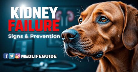 Treatment for Kidney Failure in Dogs: A Comprehensive Guide