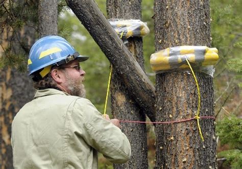 Tree Blaster: