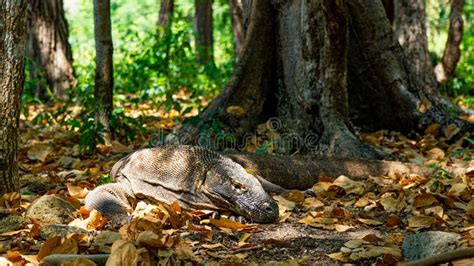 Tree Dragons: The Majestic Guardians of the Forest