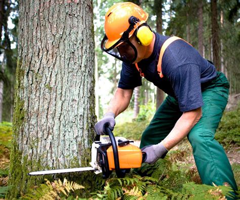 Tree Felling: