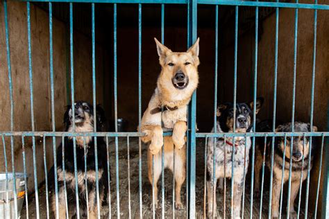 Tree House Animal Shelter Chicago: A Haven for Abandoned Pets