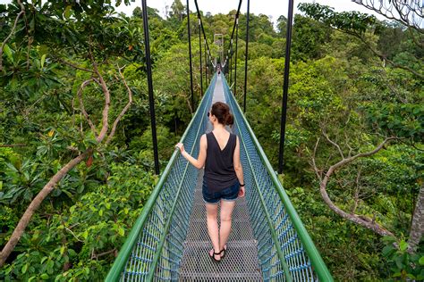 Tree Top Walk Singapore: Your Guide to an Unforgettable Forest Adventure