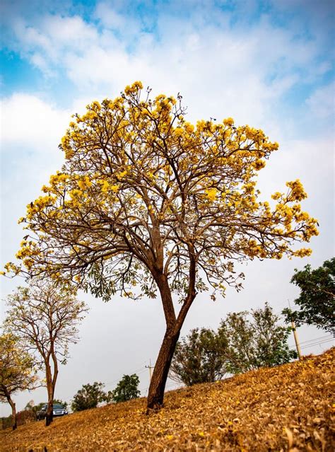 Tree of Gold Reader