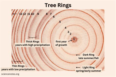 Tree-Rings Kindle Editon