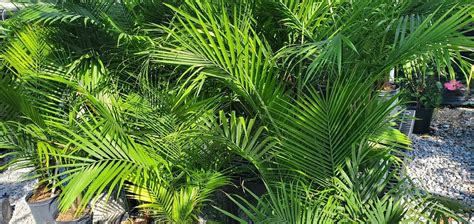 Trees, Wings, and the Majesty of Royal Palms